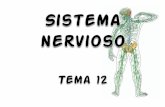 Tema 12 sistema nervioso