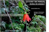 Flora del Parque Rural de Anaga. Colección  nº 1