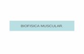 Biofisica muscular