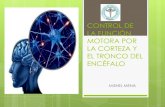 Control de la función motora por la corteza y el tronco del encefalo