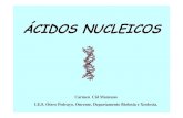 8 acid nucleicos