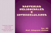 Bacterias helicoidales e intracelulares y sifilis
