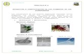 FISIOLOGIA VEGETAL - Practica nº 6 extracción e identificación de los pigmentos de los cloroplastos