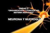 Células Neuronales y Neuroglia