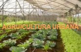 ''Agricultura urbana''