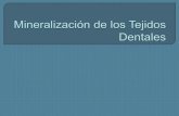 Mineralización de los tejidos dentales