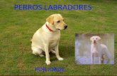 Perros Labradores