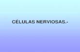 Celulas nerviosas (1)