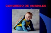 08. congreso de animales