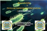 Parasitologia.. filo sarcomastigophora