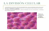La división celular