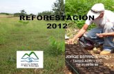 Reforestación adri 2012
