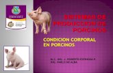Condicion corporal en cerdos