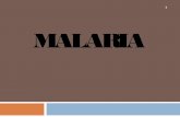 Malaria  epidemiologia