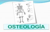 Osteología la atracción