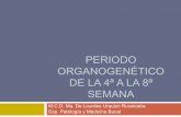 Periodo organogenético de la 4a a la 8a sem (7)