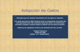 Adopción de Gatitos - difundir