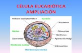 Ampliación célula eucariótica
