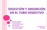 Digestión Y Absorción En El Tubo Digestivo