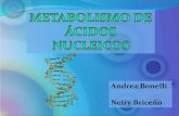 Metabolismo de ácidos nucleicos