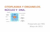 Citoplasma y organelos (núcleo adn y cromosomas)