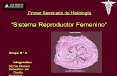 Seminario Histología - Reproductor Femenino