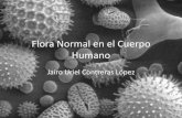Flora normal en el cuerpo humano