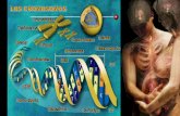 Los Cromosomas: Conceptos Fundamentales