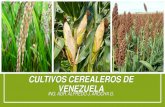 Cultivos cerealeros de Venezuela