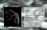 Biomécanica de la arista del género Stipa y su aplicación en la agricultura.