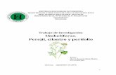 Perejil, cilantro y perifolla rosario stein-1