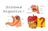 Sistema digestivo 2(completo)