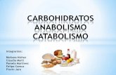 Catabolismo anabolismo