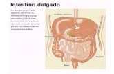 Sistema digestivo 2da parte