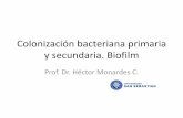 2010 - 5. colonización bacteriana y biofilm