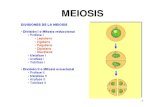 Histologia temas 10 meiosis