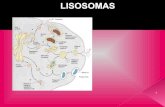 Lisosomas, peroxisomas, glioxisomas, ribosomas.