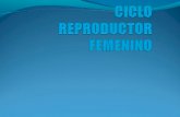 Ciclo Reproductor Femenino
