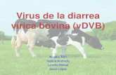 Virus Diarrea Vírica Bovina