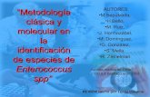 MetodologíA CláSica Y Molecular En La IdentificacióN de Enterococcus