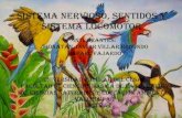 Sistema nervioso, sentidos y sistema locomotor de las aves