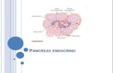 Pancreas (2)