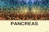 Pancreas 3