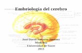 Embriología del cerebro