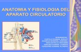 Anatomia y fisiologia del aparato circulatorio