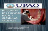 Patologias de la cavidad bucal y glandulas salibales Dr Fonseca. Alumno Beltran Noriega erick