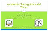 Anatomía Topográfica del Tórax UP Med