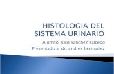 Histologia sistema urinario