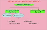Neurotrasmisores y sistema colinergico