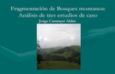 Fragmentación de Bosques montanos:Análisis de tres estudios de caso